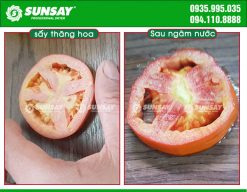Cà chua sấy thăng hoa hoàn nguyên sau khi ngâm nước