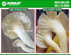 Nấm sấy khô bằng máy sấy thăng hoa