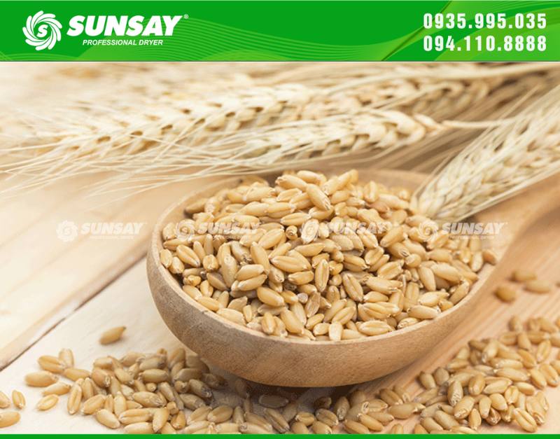 Lúa mạch là loại hạt chứa nhiều chất dinh dưỡng 