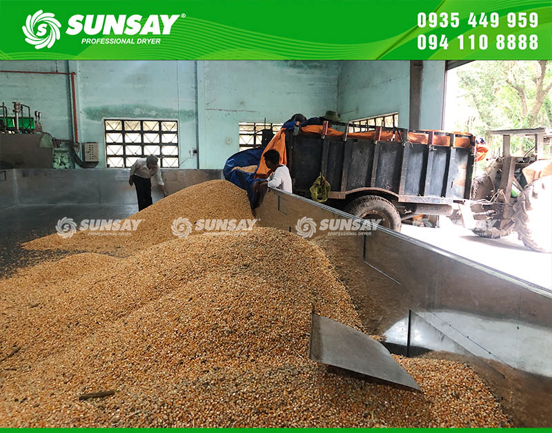 Bắp sau khi thu hoạch sơ chế tách hạt thì được đưa vào buồng sấy