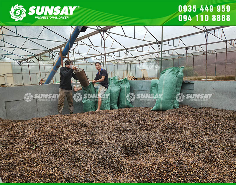 Cà phê sau khi rang xong chất lượng hạt đạt yêu cầu